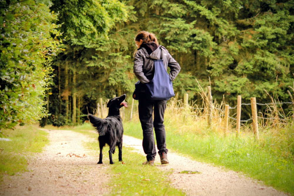 Phoebe beim Dummytraining