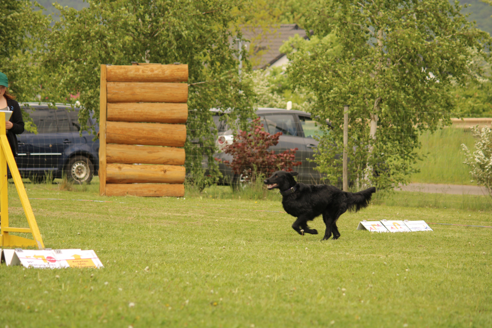 Rally Obedience Prüfungen