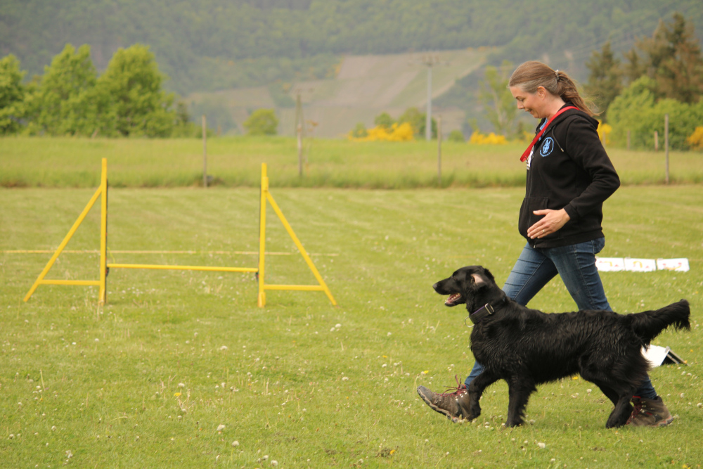 Rally Obedience Prüfungen